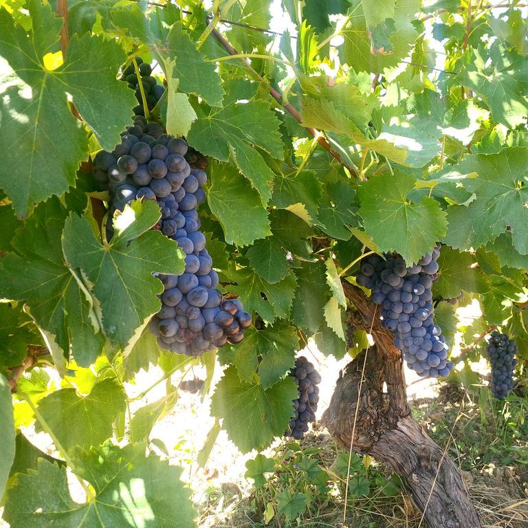 Agriturismo San Giusto Montiano  Ngoại thất bức ảnh
